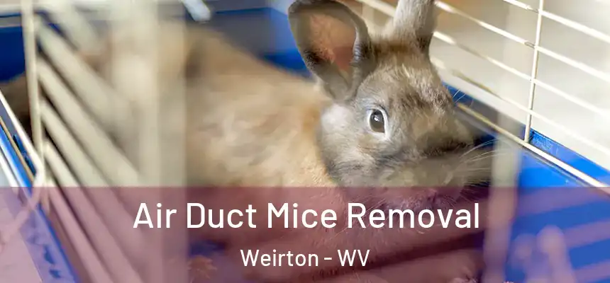 Air Duct Mice Removal Weirton - WV